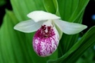 Cypripedium Ulla Silkens